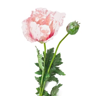 Kunstbloem Poppy Spray (Klaproos) Roze 102cm