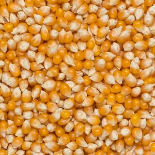 Popcorn Yellow Organic