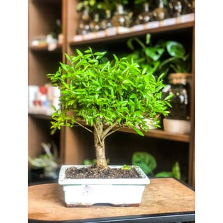 Pomegranate Bonsai - 12, 9 & 7 years old
