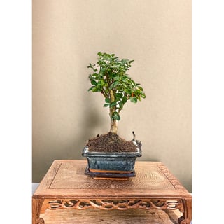 Ligustrum bonsai- mini