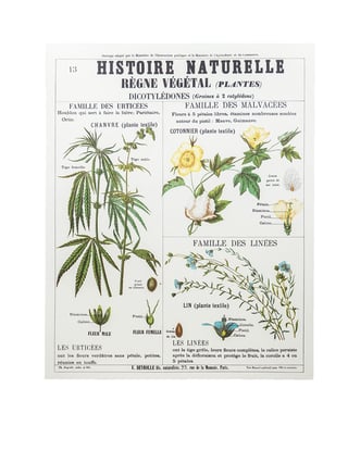 Botanical Hemp Prints  L - 2