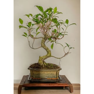 Ficus Bonsai  Moyogi Style (S-shaped)