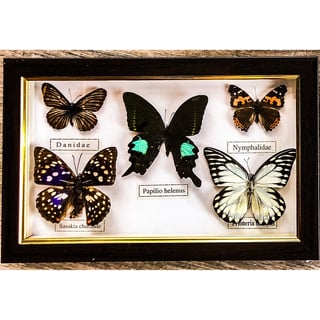Butterflies Specimen - A