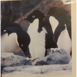 Really Wild Cards Wenskaart Met Geluid Endangered Wildlife Adelie Pinguïn