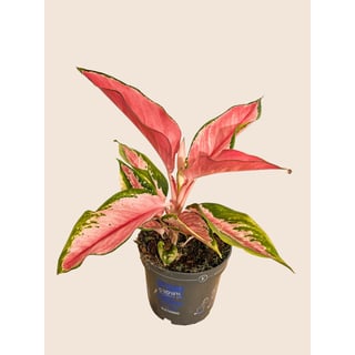 Aglaonema Red Zirkon