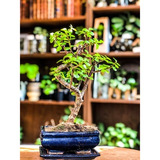 Small Jade Bonsai - Portulacaria (Easy Care)