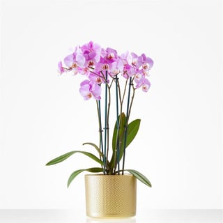 Orchidee incl. pot