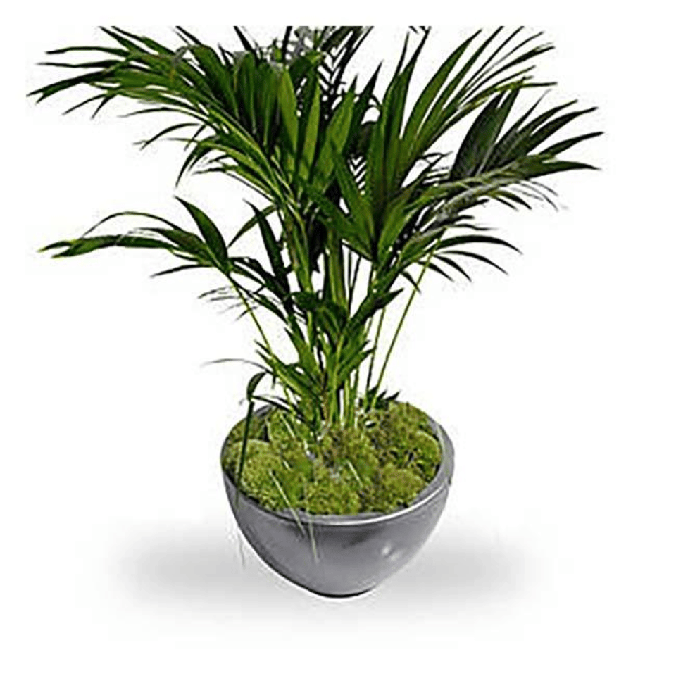 Kentia palm in pot