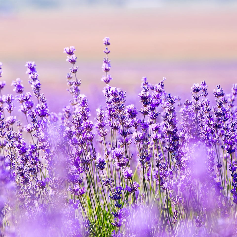 Lavender Flowers Organic