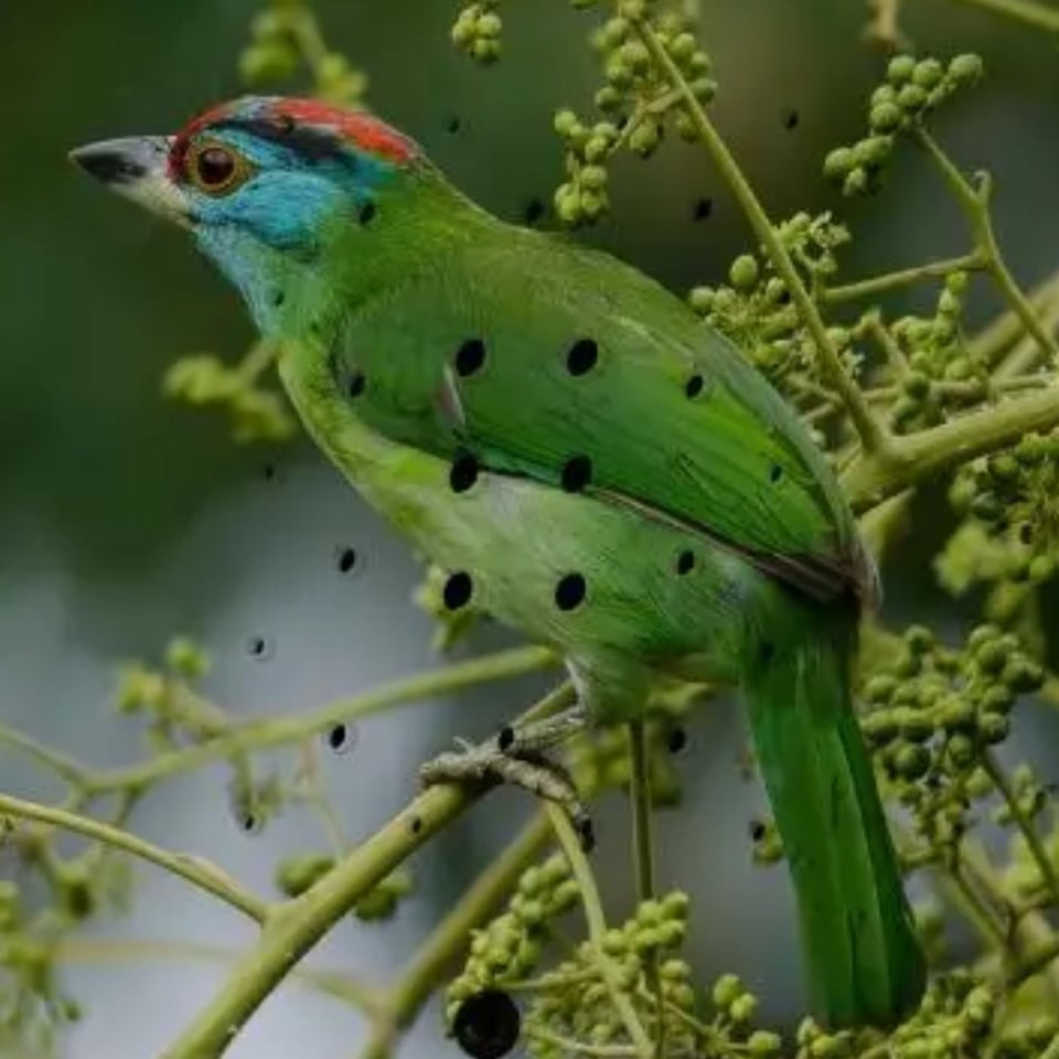 Junglebox Blauwkeelbaardvogel - Limited Edition