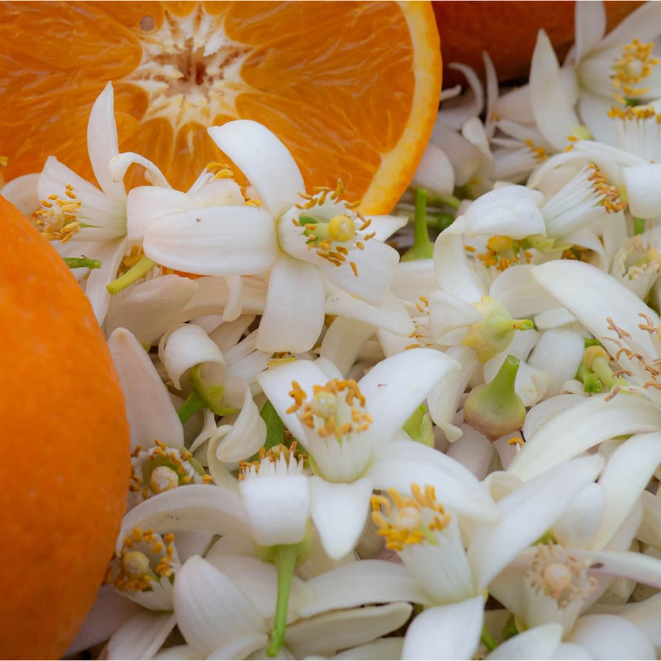 Oranjebloesemhoning 450g Spanje Honingwinkel