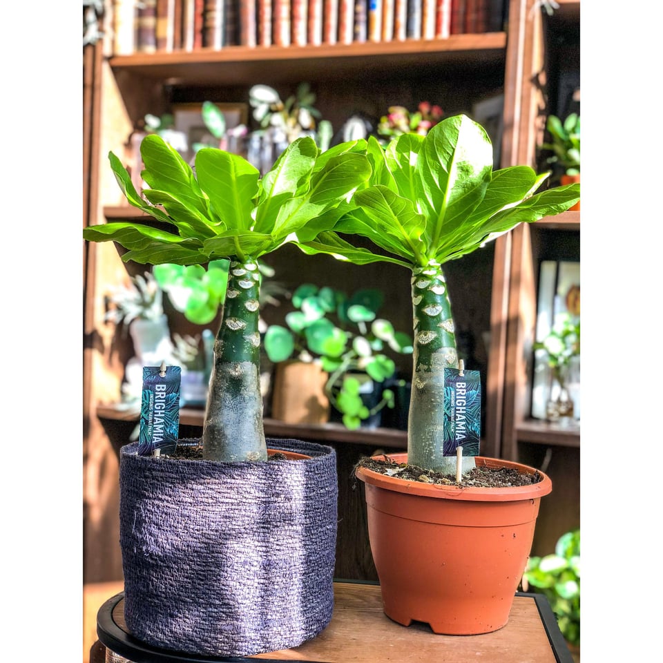 Hawaiian Palm