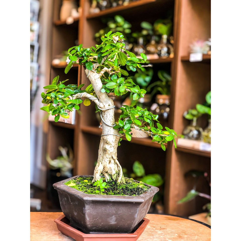 Premna Bonsai