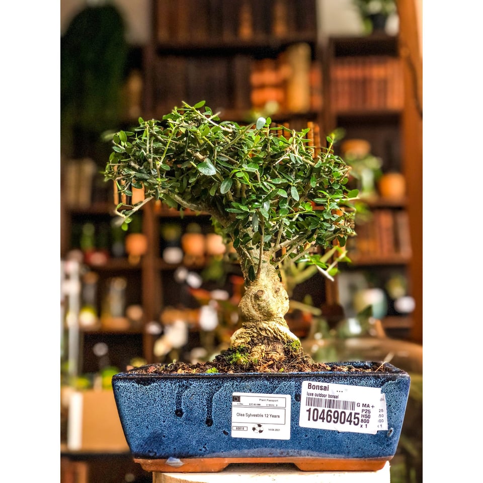 Olea Europaea Olive Bonsai Tree  9-12 years - 12 years