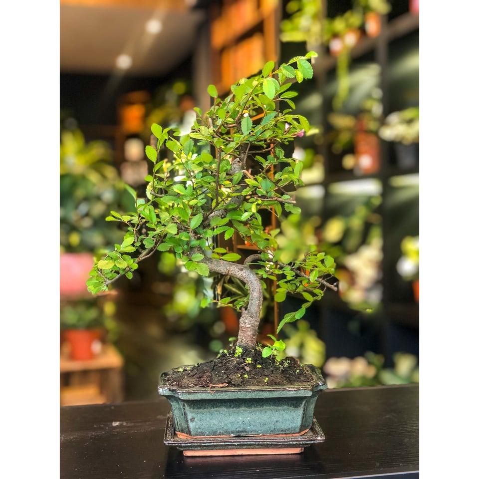 Chinese Elm Bonsai  Moyogi Style (S-shaped, Informal Upright Style)