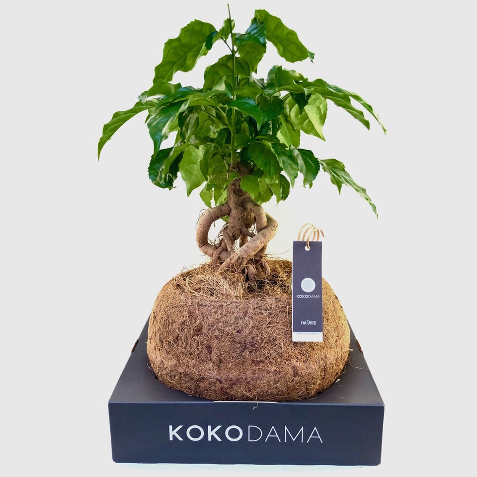 Kokodama XXL with Radermachera Sinica (China doll or Serpent tree) - Coconut Collection