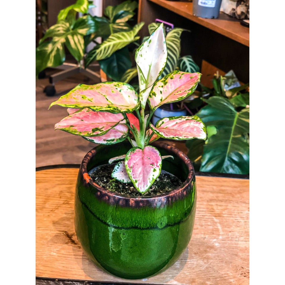 Aglaonema Red Zirkon