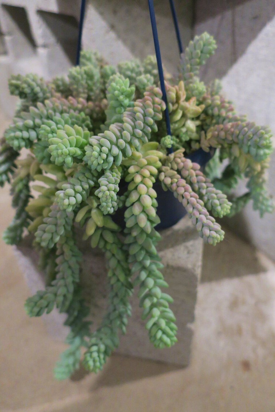 Sedum Burrito