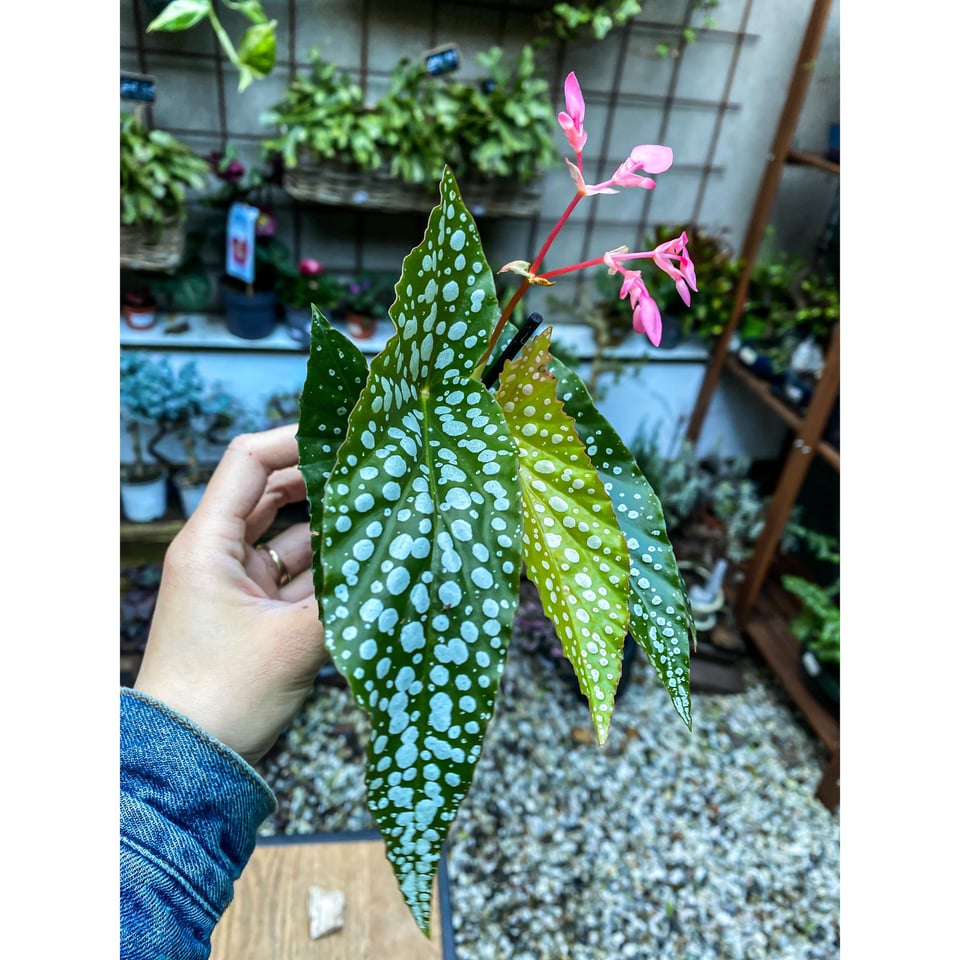 Begonia Maculata mini wings