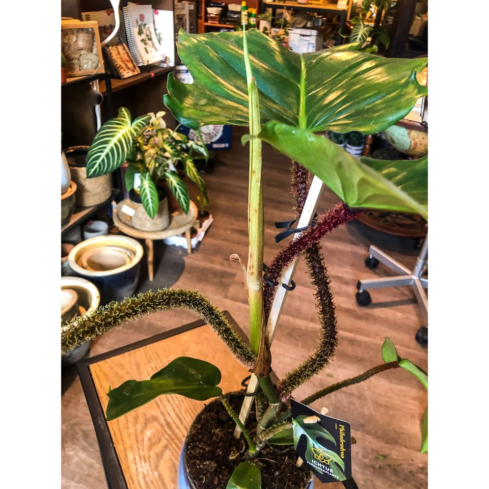 Philodendron Squamiferum Ichtus