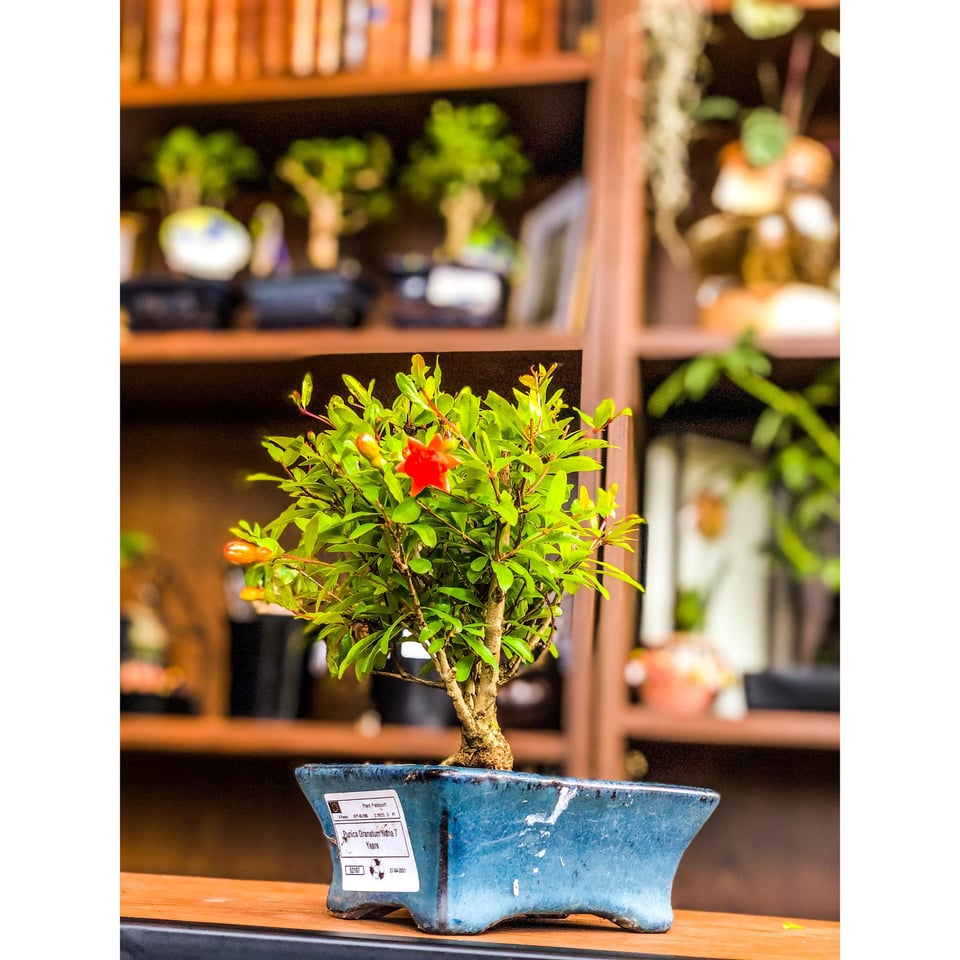 Pomegranate Bonsai - 12, 9 & 7 years old