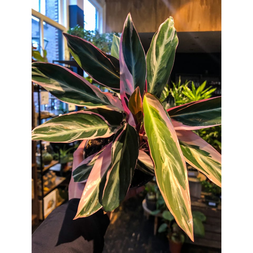 Stromanthe Sanguinea Triostar’