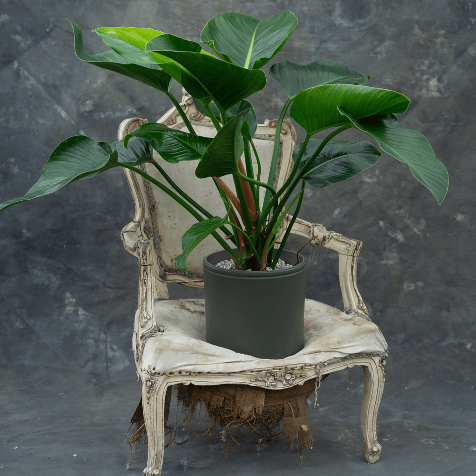 Philodendron Green Beauty - limited edition