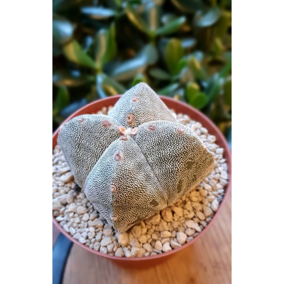 Astrophytum myriostigma