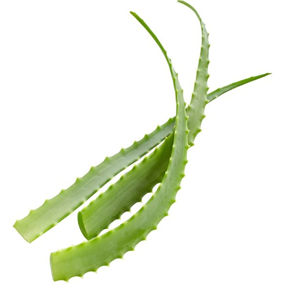 Aloe Vera Blad