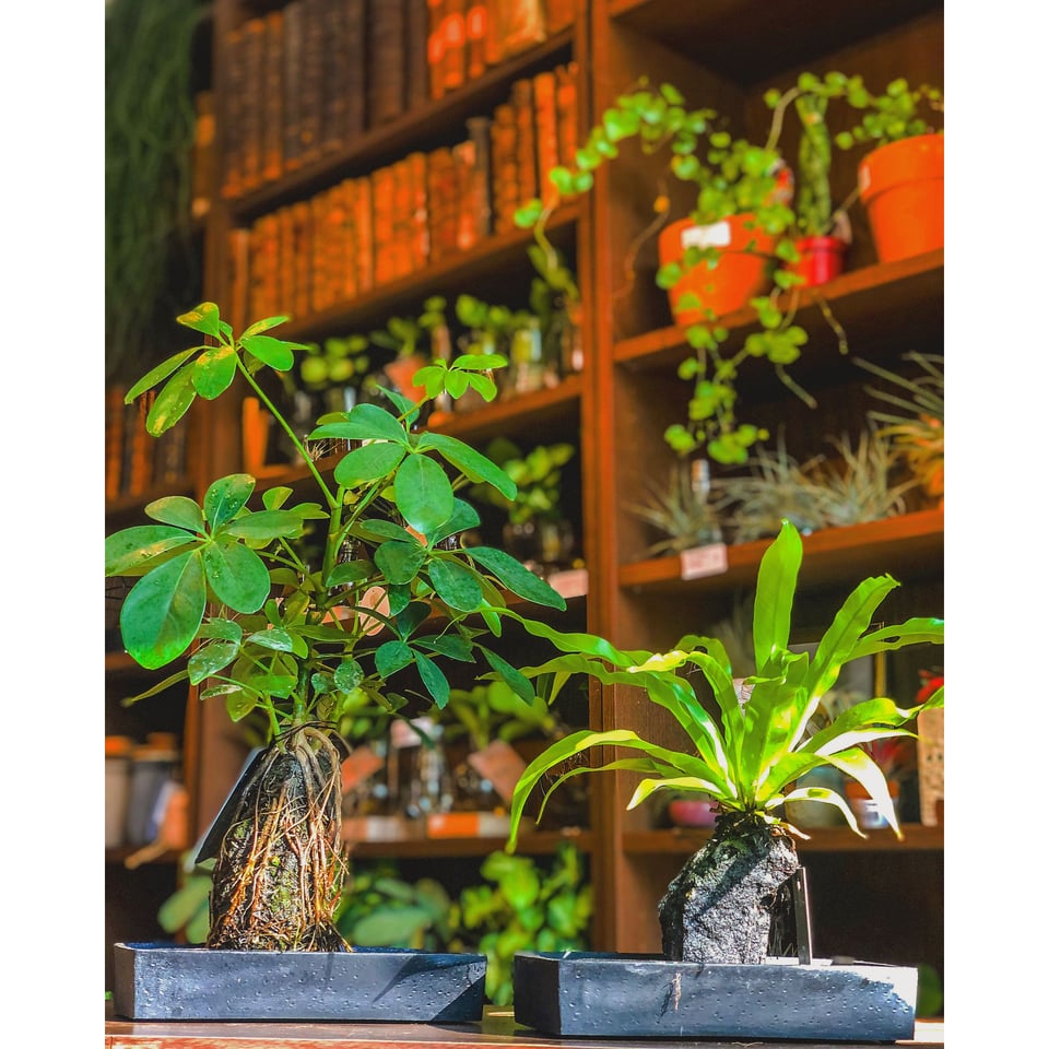 Plants on a Lava Stone