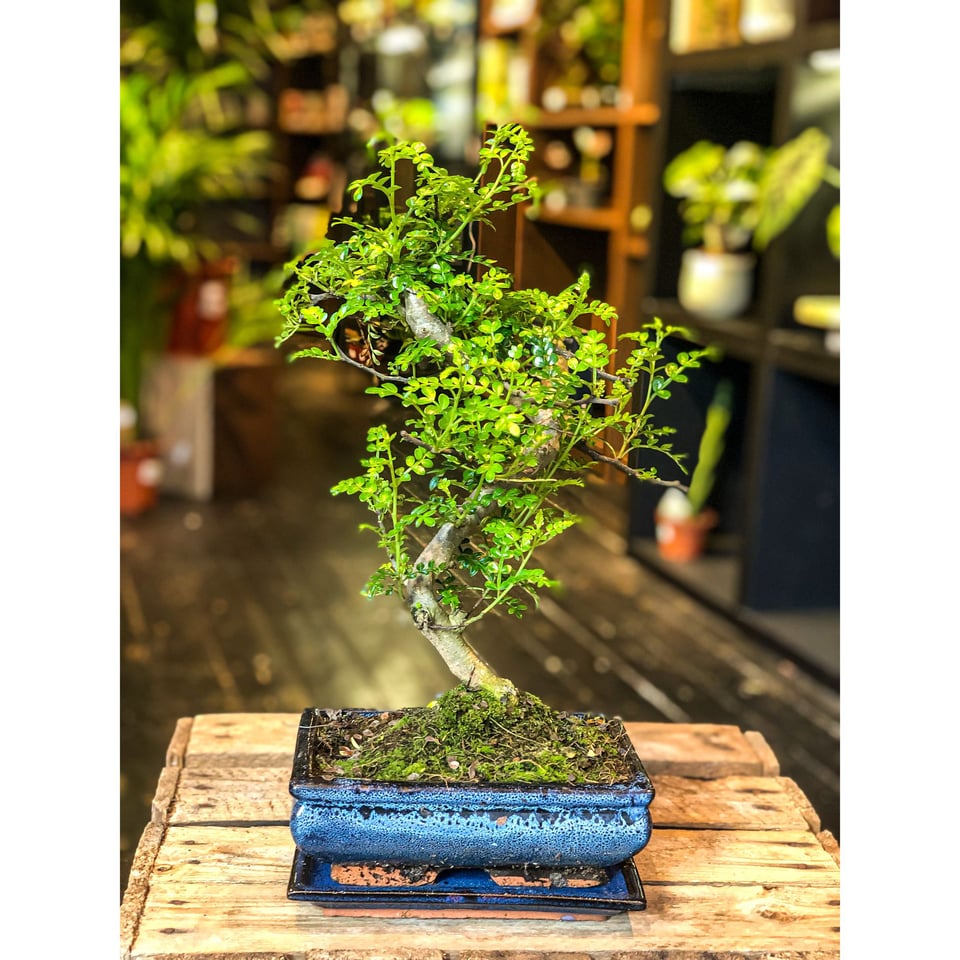 Chinese Pepper Tree  Moyogi Style (S-shaped, Informal Upright Style)
