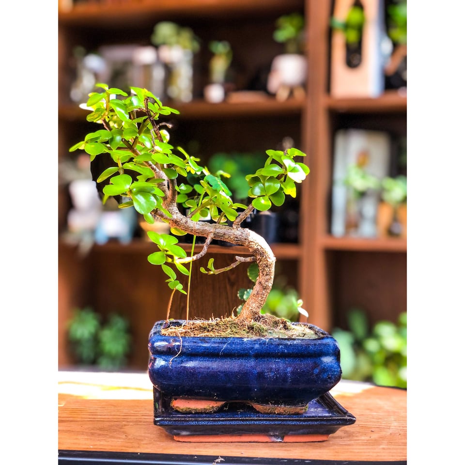 Small Jade Bonsai - Portulacaria (Easy Care)