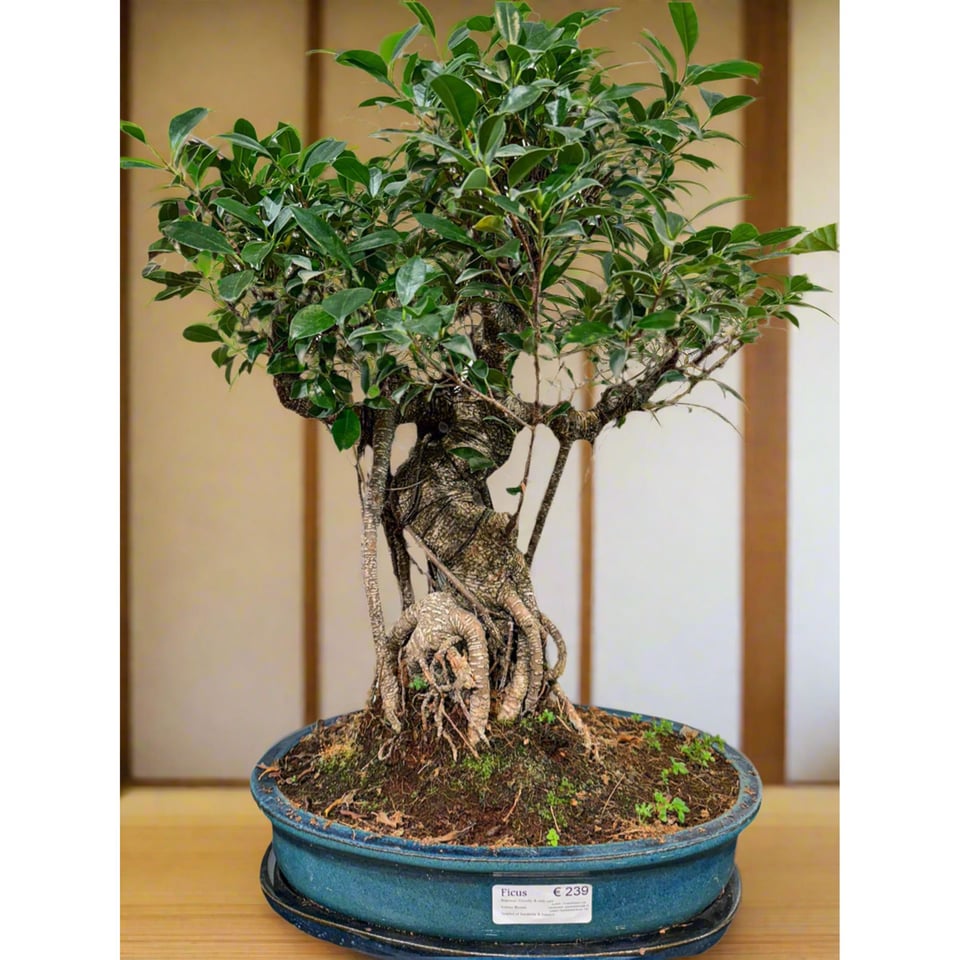 Large Ficus Bonsai