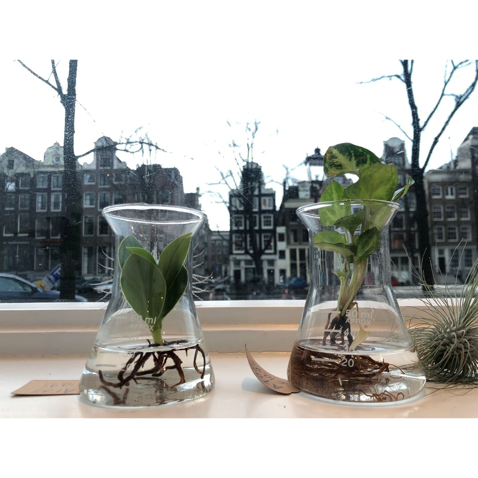 Hydroponics in a Pharmacy Bottle - AT series