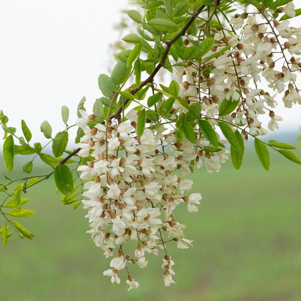 Acaciahoning 250g Roemenië Honingwinkel (vloeibaar) - 250g