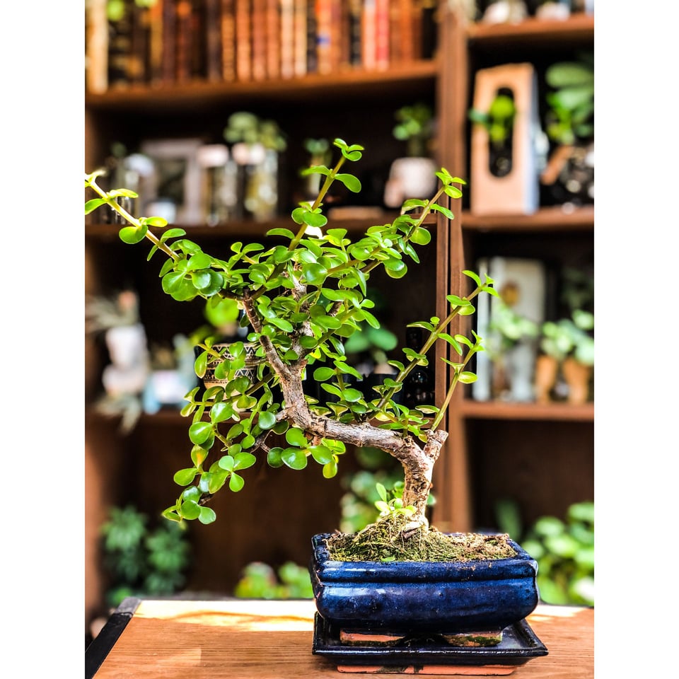Small Jade Bonsai - Portulacaria (Easy Care)