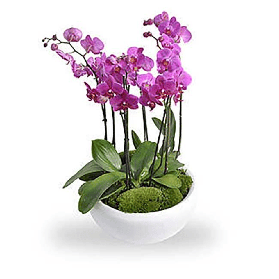 Orchidee roze in schaal