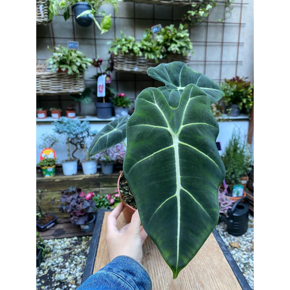 Alocasia Frydek Green Velvet - 12cm pot