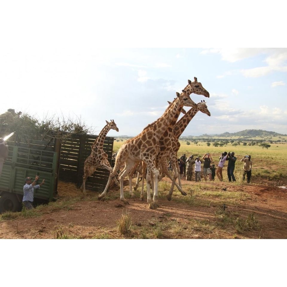 Sophie De Giraf + Sleutelhanger Save the Giraffes Set