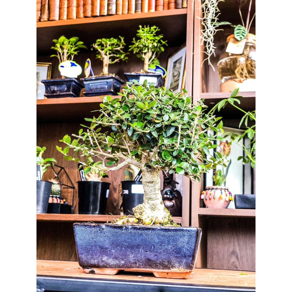 Olea Europaea Olive Bonsai Tree  9-12 years - 12 years