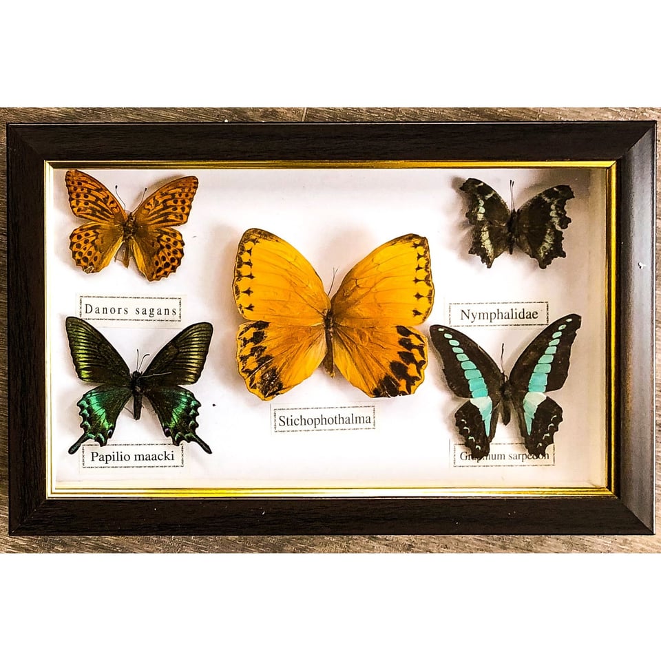 Butterflies Specimen