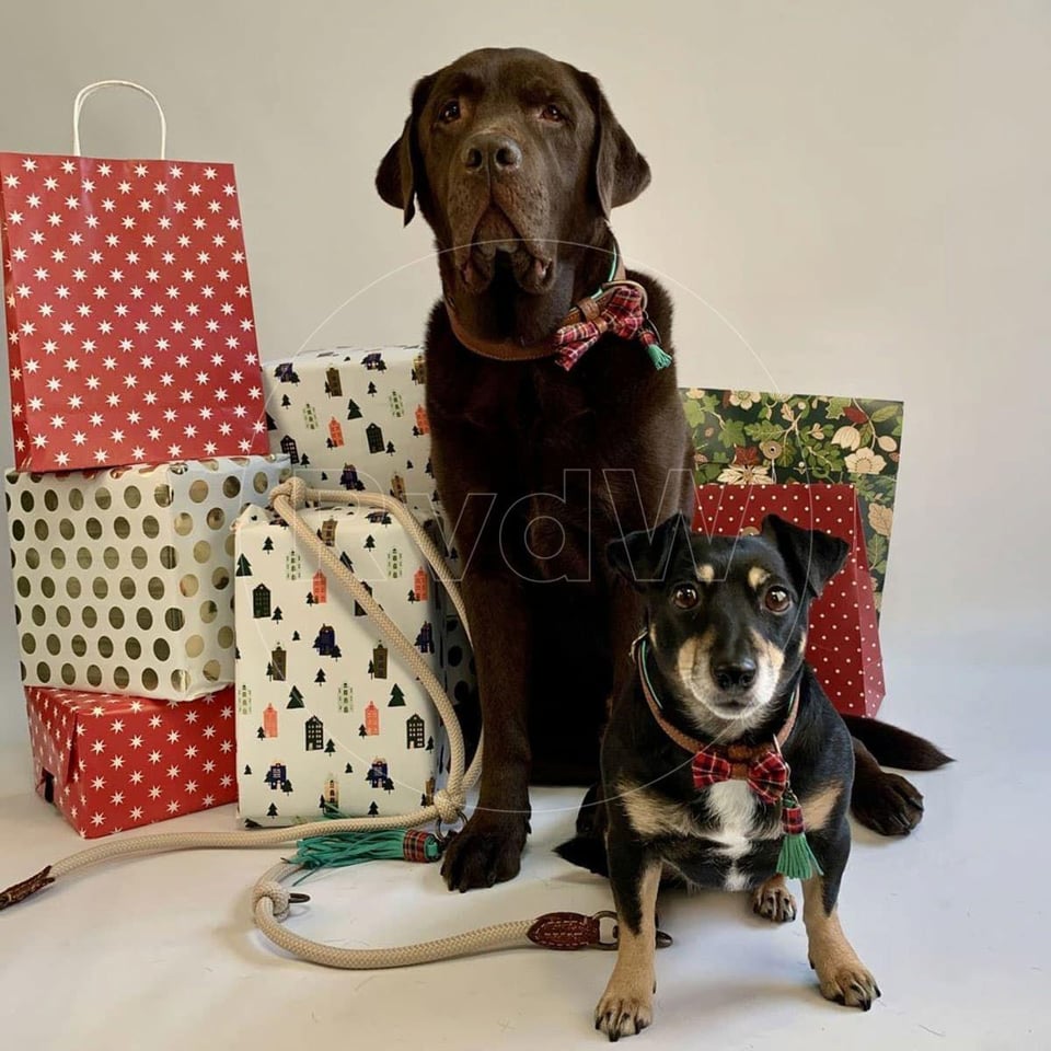 Dog With A Mission Halsband Super Star