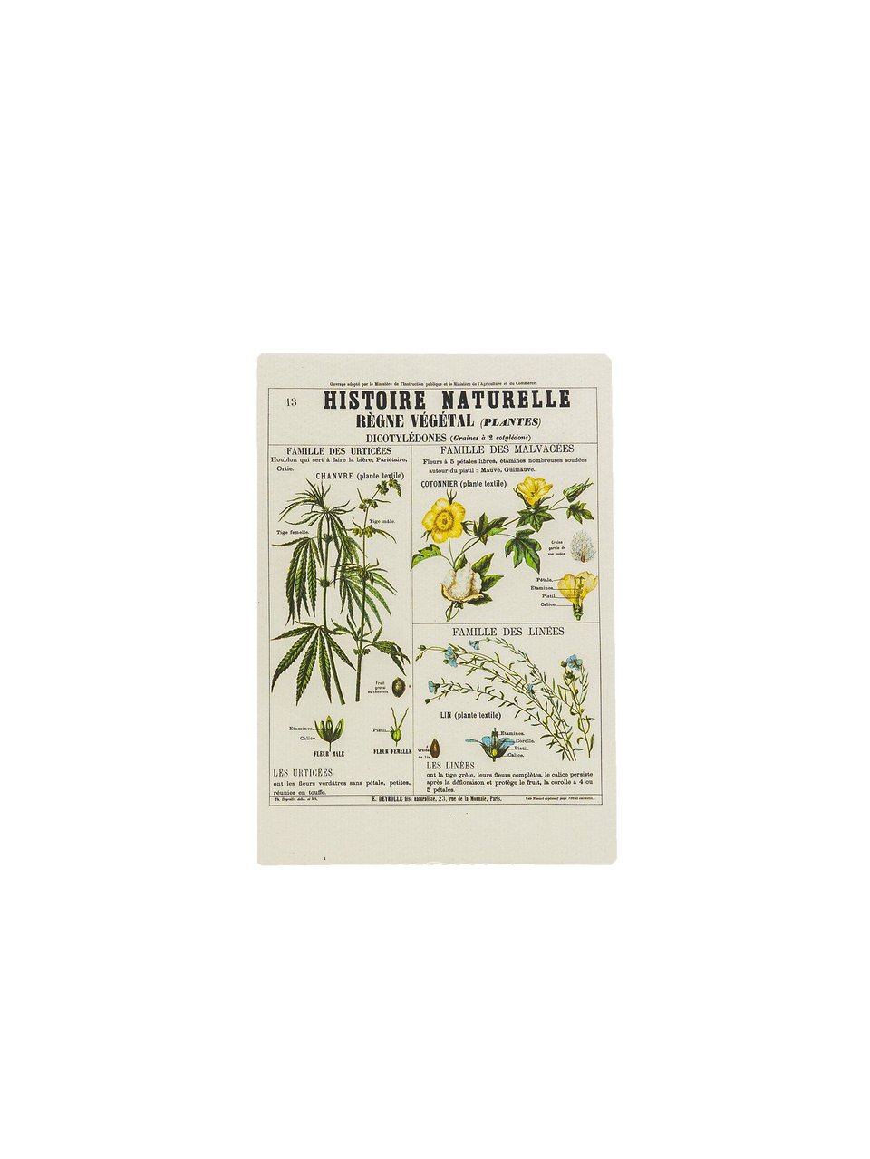 Botanical Hemp Postcards