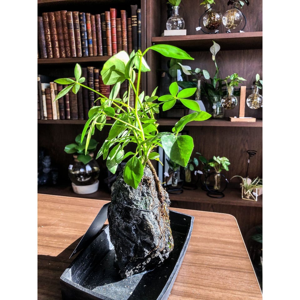 Plants on a Lava Stone