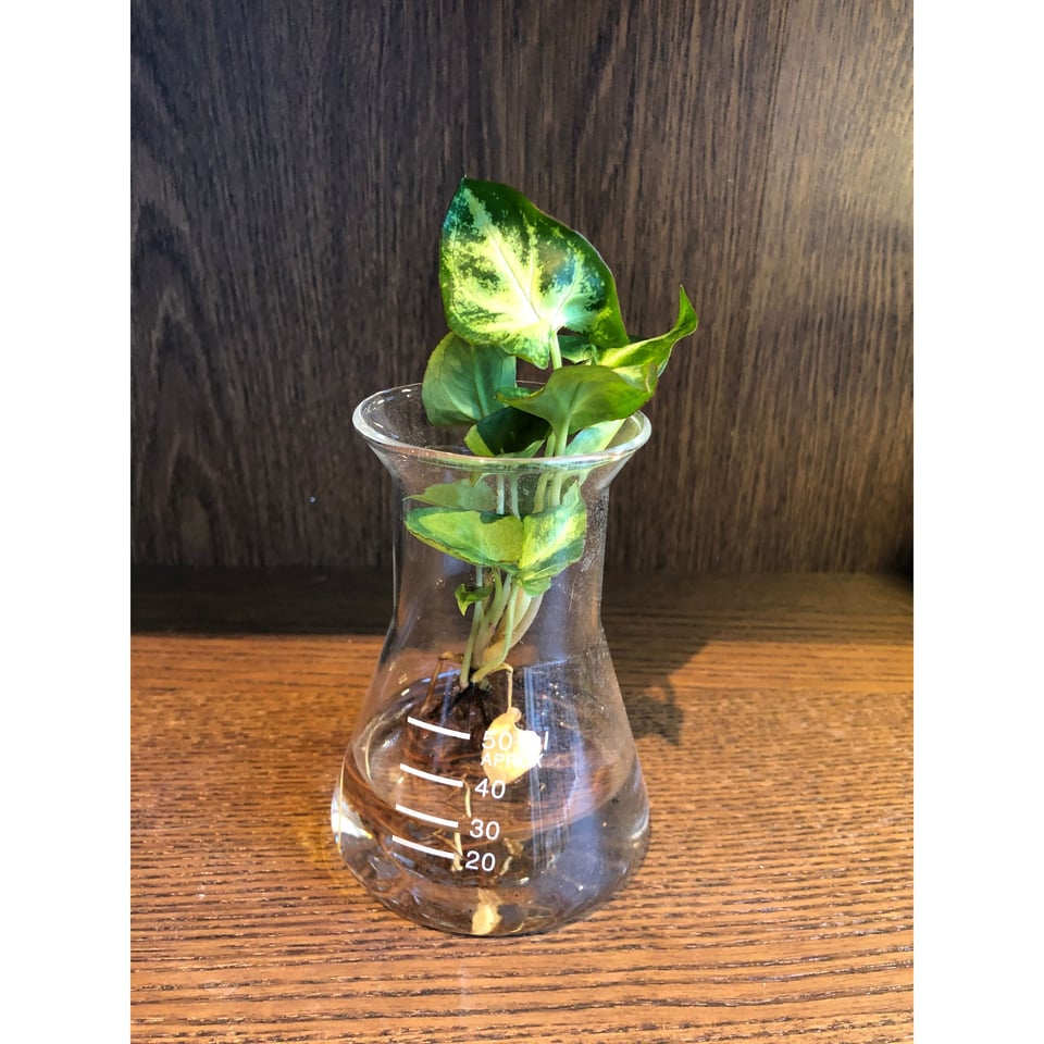 Hydroponics in a Pharmacy Bottle - AT series