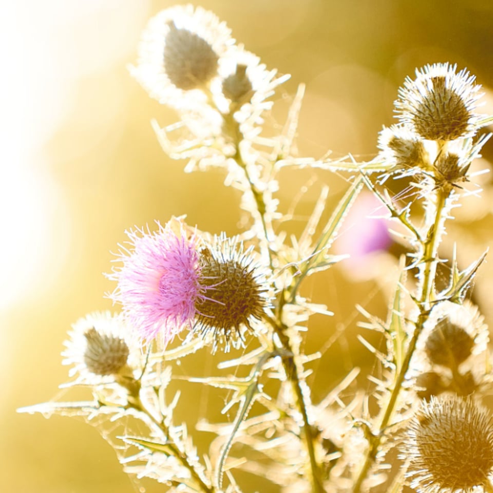 Distel met bloemenhoning Turkije Honingwinkel (vloeibaar)