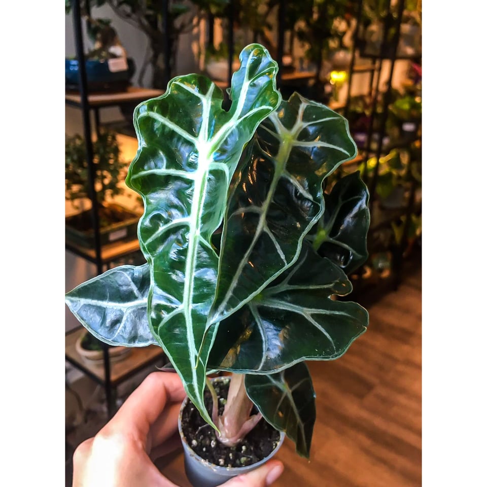 Alocasia Amazonia Polly’ - Small