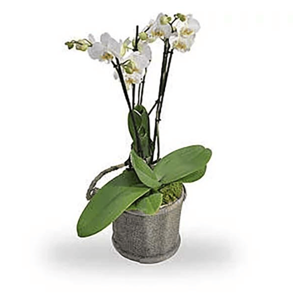 Orchidee wit met pot