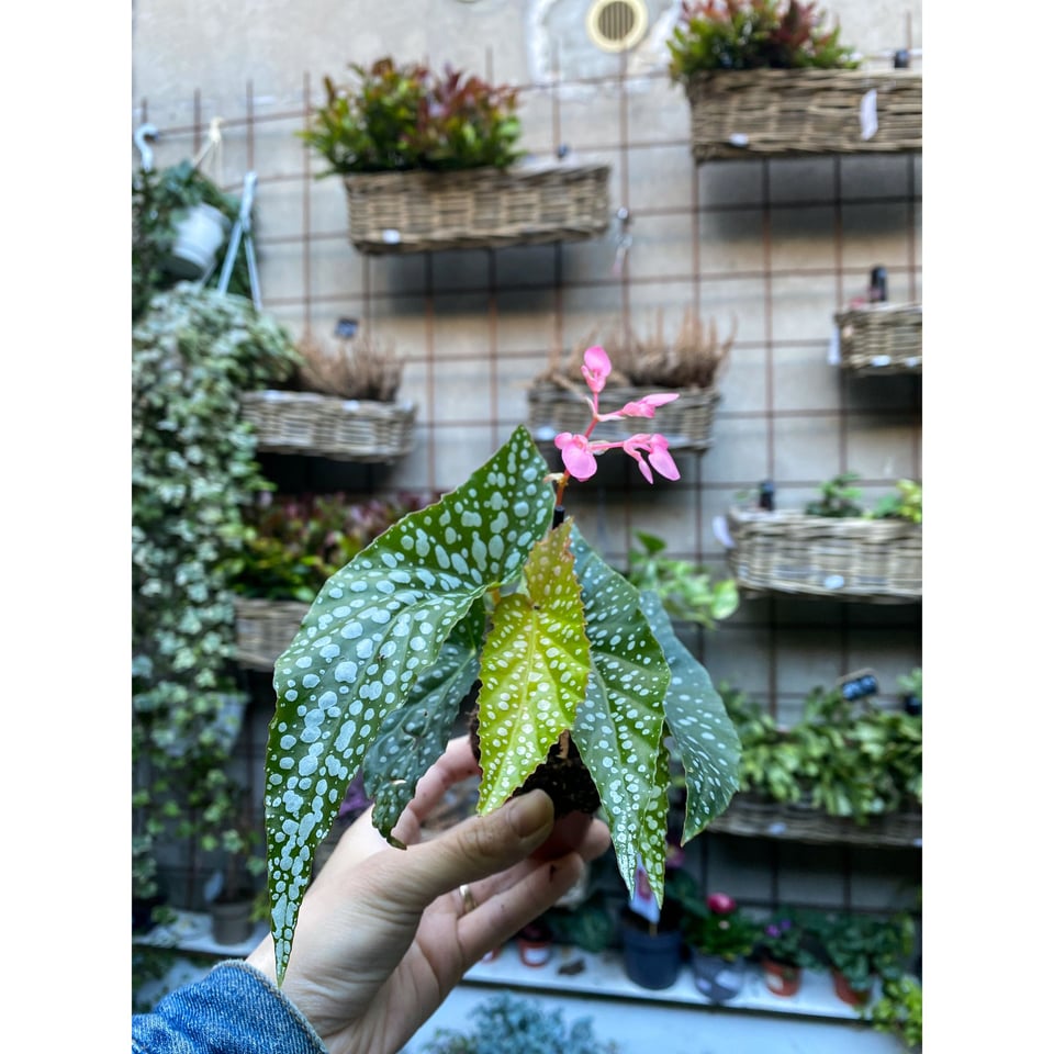 Begonia Maculata mini wings