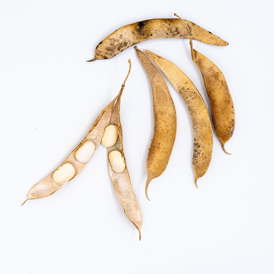 White Beans (Large) Organic